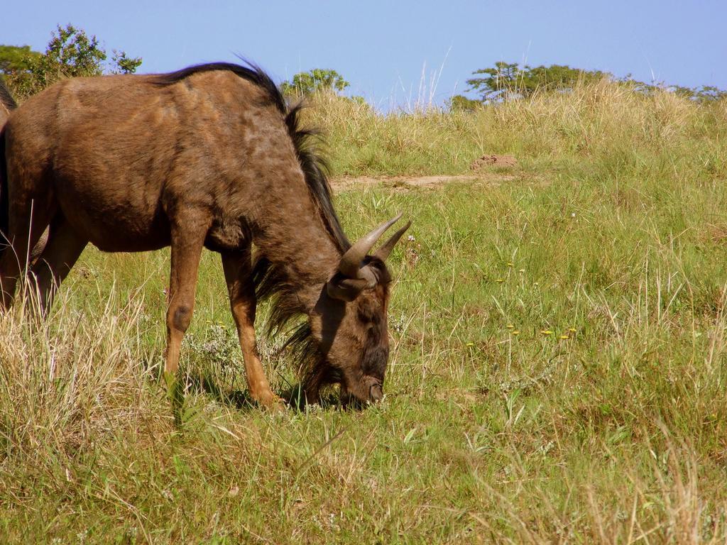 Buccaneers Beach Lodge, Chintsa, South Africa エクステリア 写真